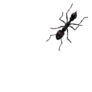I Discovered The Ants