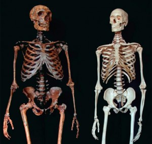 neanderthal-skeleton-comparison